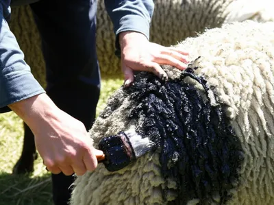 Illustration basted - Image 1