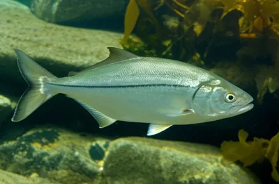 Illustration coley - Image 1