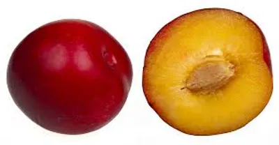 Illustration plum - Image 2