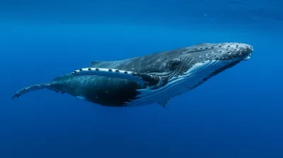 Illustration flipper - Image 1