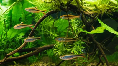 Illustration anhinga - Image 1