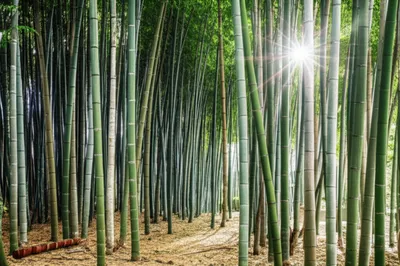 Illustration bamboos - Image 1