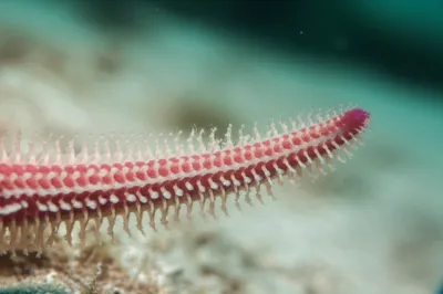 Illustration ambulacra