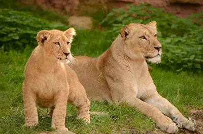 Illustration zoos - Image 2