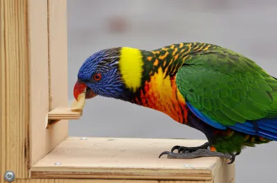 Illustration polls - Image 1