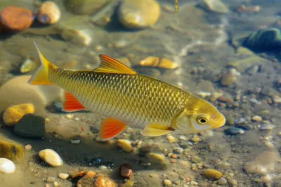 Illustration shallows - Image 1