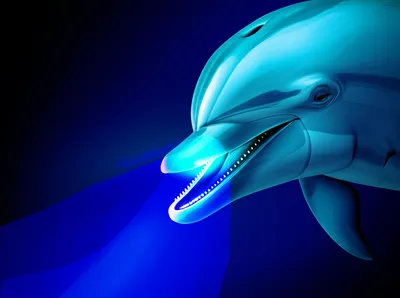 Illustration melon - Image 1