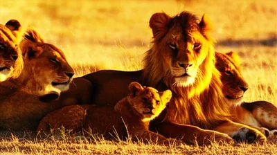 Illustration prides - Image 1