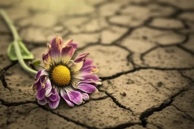 Illustration gone - Image 1