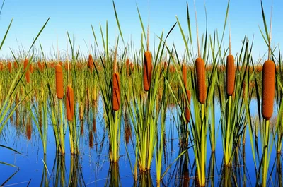 Illustration cattails
