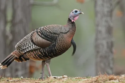 Illustration jake - Image 1