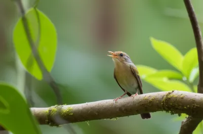 Illustration peeped - Image 1