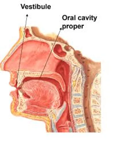 Illustration vestibule - Image 2