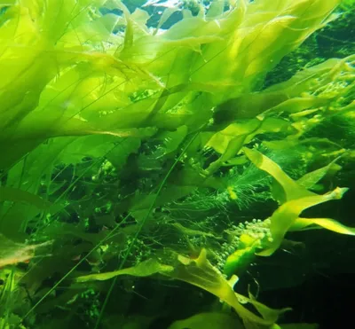 Illustration chlorophytes