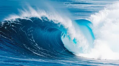 Illustration crests - Image 1