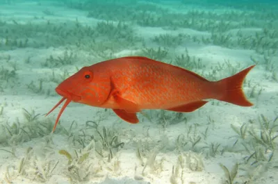 Illustration mullets - Image 1