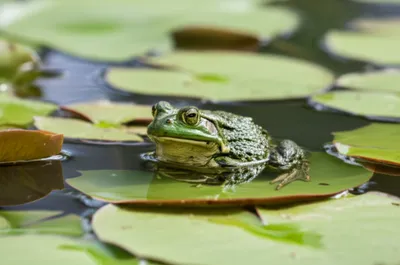 Illustration pad - Image 1