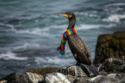 Illustration scarf - Image 1