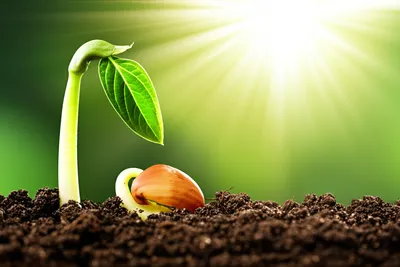 Illustration springs - Image 1