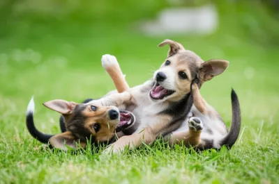 Illustration tussling