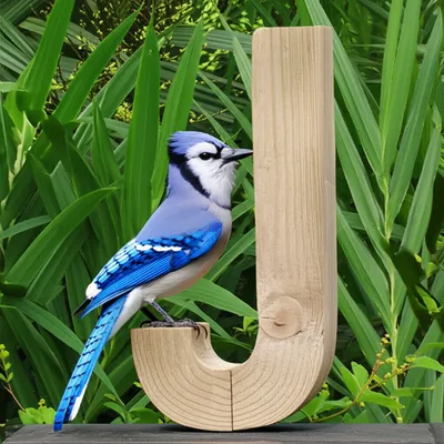 Illustration jays - Image 1