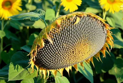 Hình ảnh minh họa droopy - Ảnh 1