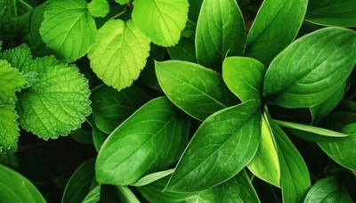 Illustration foliage