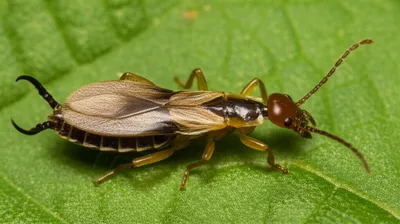 Illustration earwig - Image 1