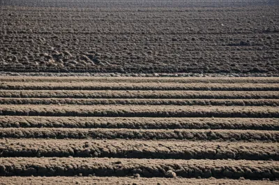 Illustration harrowed