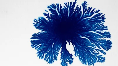 Illustration seep - Image 1