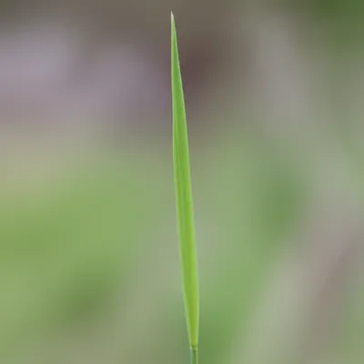 Illustration spindles - Image 1