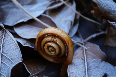 Illustration latent - Image 1