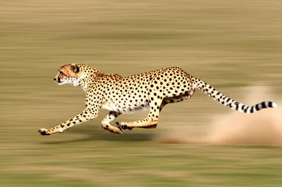 Illustration quicker - Image 2