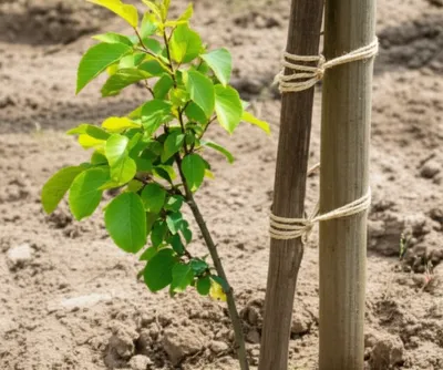 Illustration stanches - Image 1