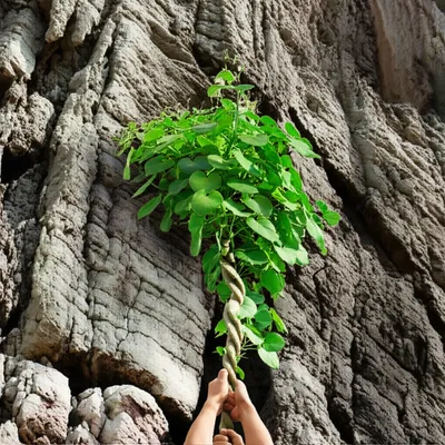 Illustration handhold - Image 1