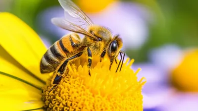 Illustration buzzed - Image 1