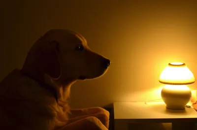 Illustration faithful - Image 1