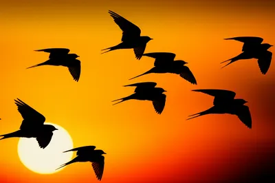 Illustration flighted - Image 1