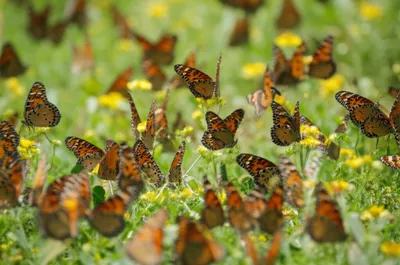 Illustration costers