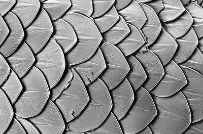 Illustration scale - Image 1