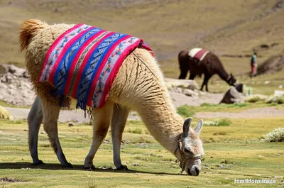 Illustration lama - Image 1