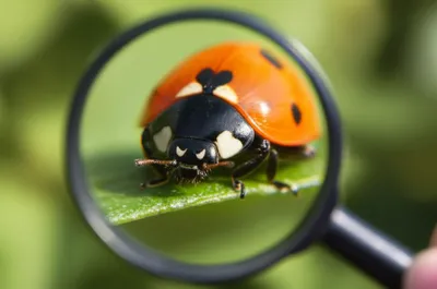 Illustration magnified - Image 1