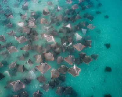 Illustration fever - Image 1