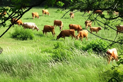 Illustration browses - Image 1