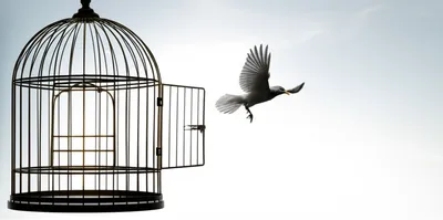 Illustration free - Image 1