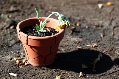 Illustration dropped - Image 1