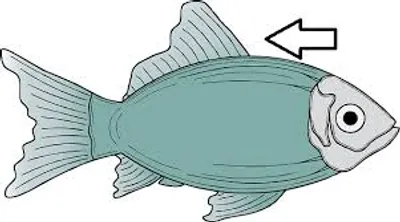 Illustration fin - Image 2