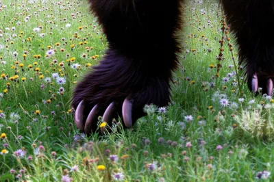 Illustration bears - Image 1