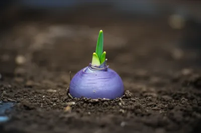 Illustration violet - Image 1