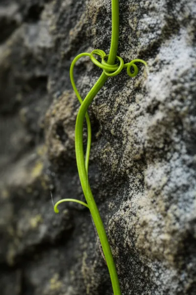 Illustration tenacious - Image 1